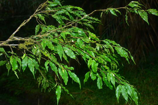 Image of Camellia caudata Wall.