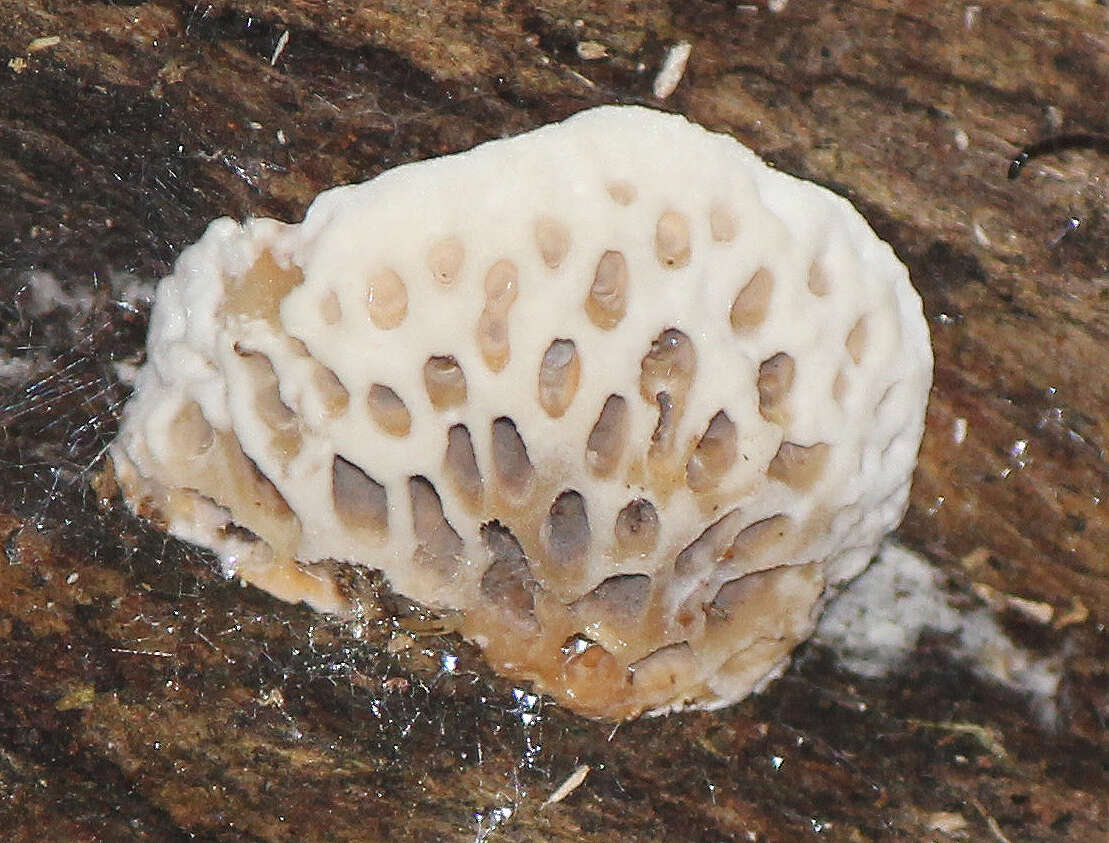 Image of Hexagonia vesparia (Berk.) Ryvarden 1972