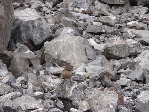 Image of New Zealand Wrens