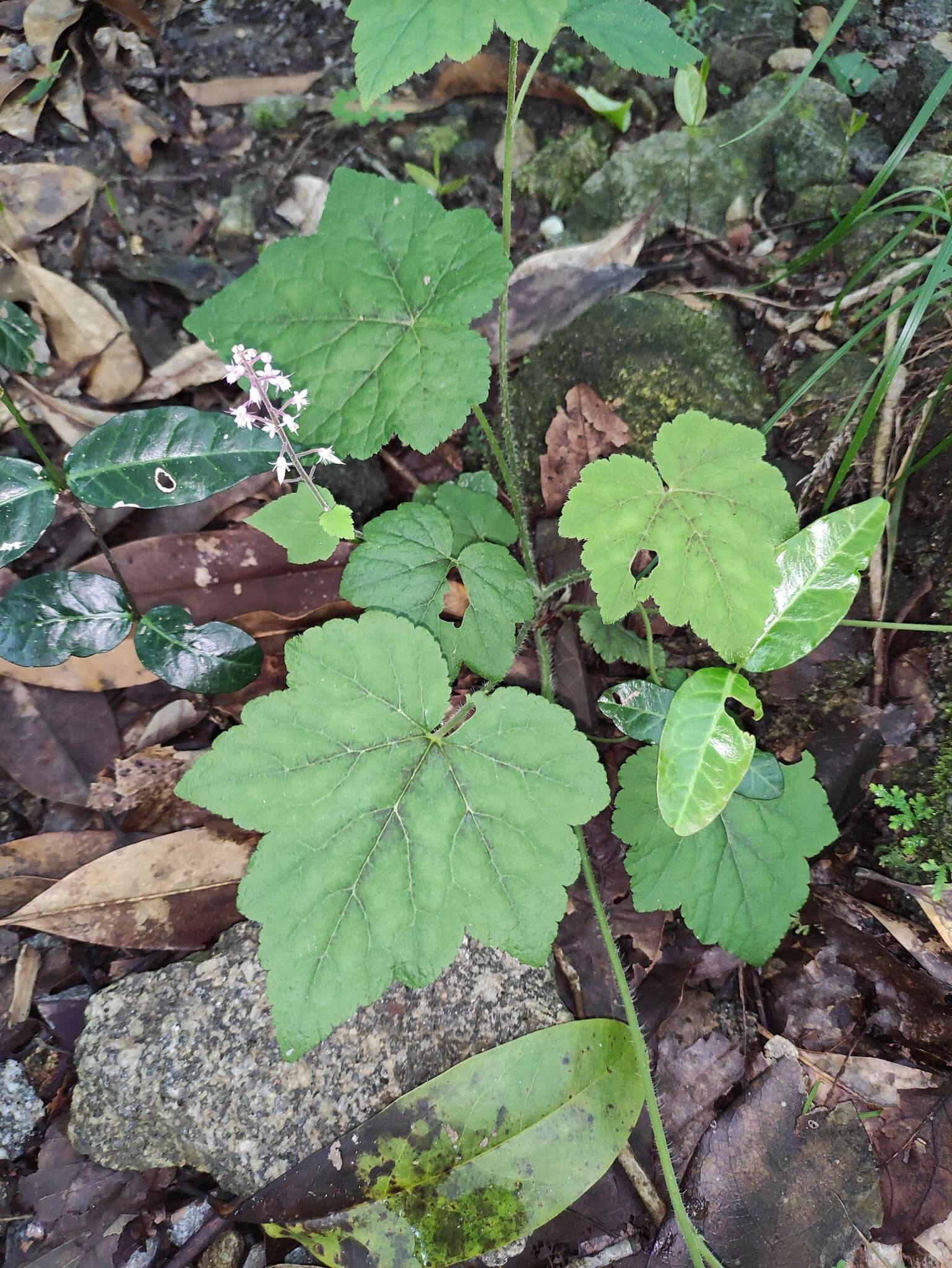 Image of Tiarella polyphylla D. Don