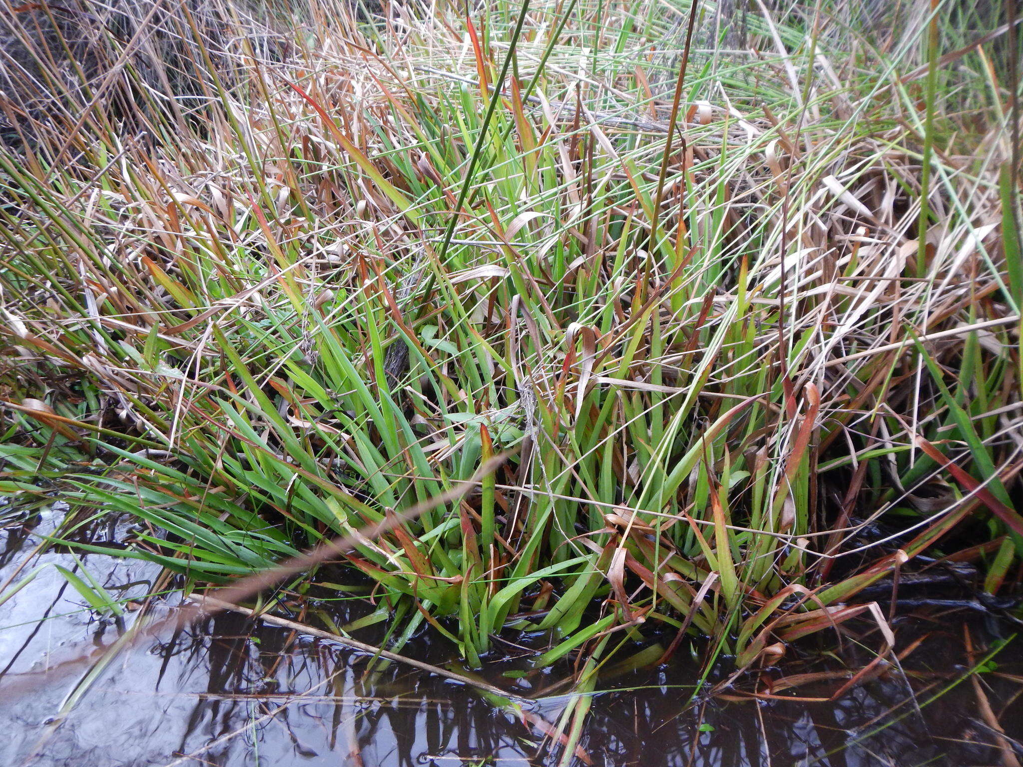 Слика од Juncus lomatophyllus Spreng.