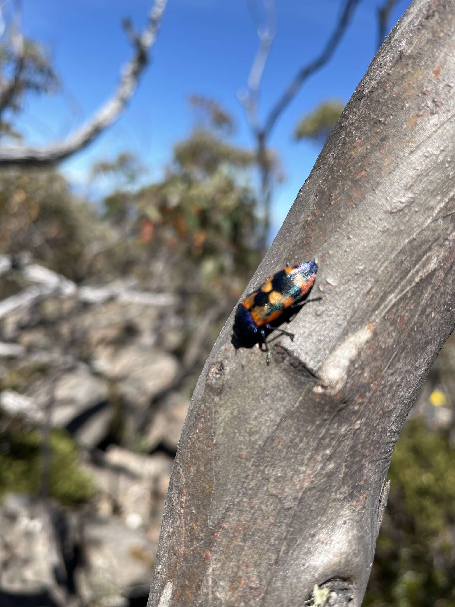 Image of Castiarina insularis (Blackburn 1897)