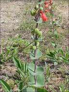 صورة Penstemon murrayanus Hook.