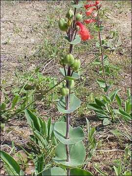 صورة Penstemon murrayanus Hook.