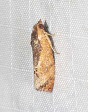 Image of Moth