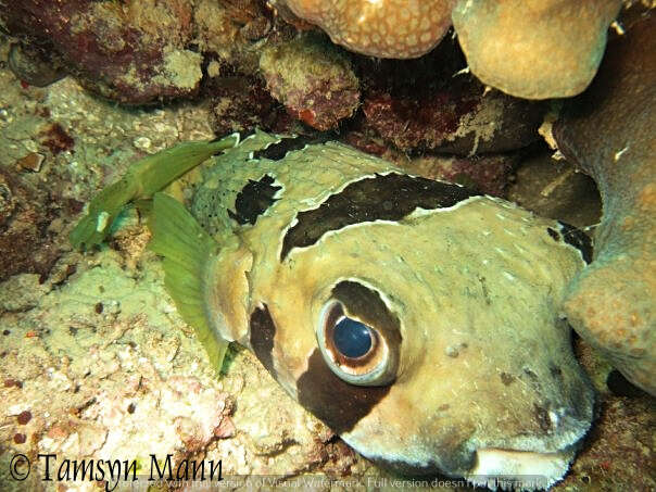 Image of Black-blotched porcupinefish