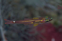 Image of Redspot cardinalfish