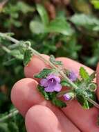 Image of Prostanthera incana A. Cunn. ex Benth.