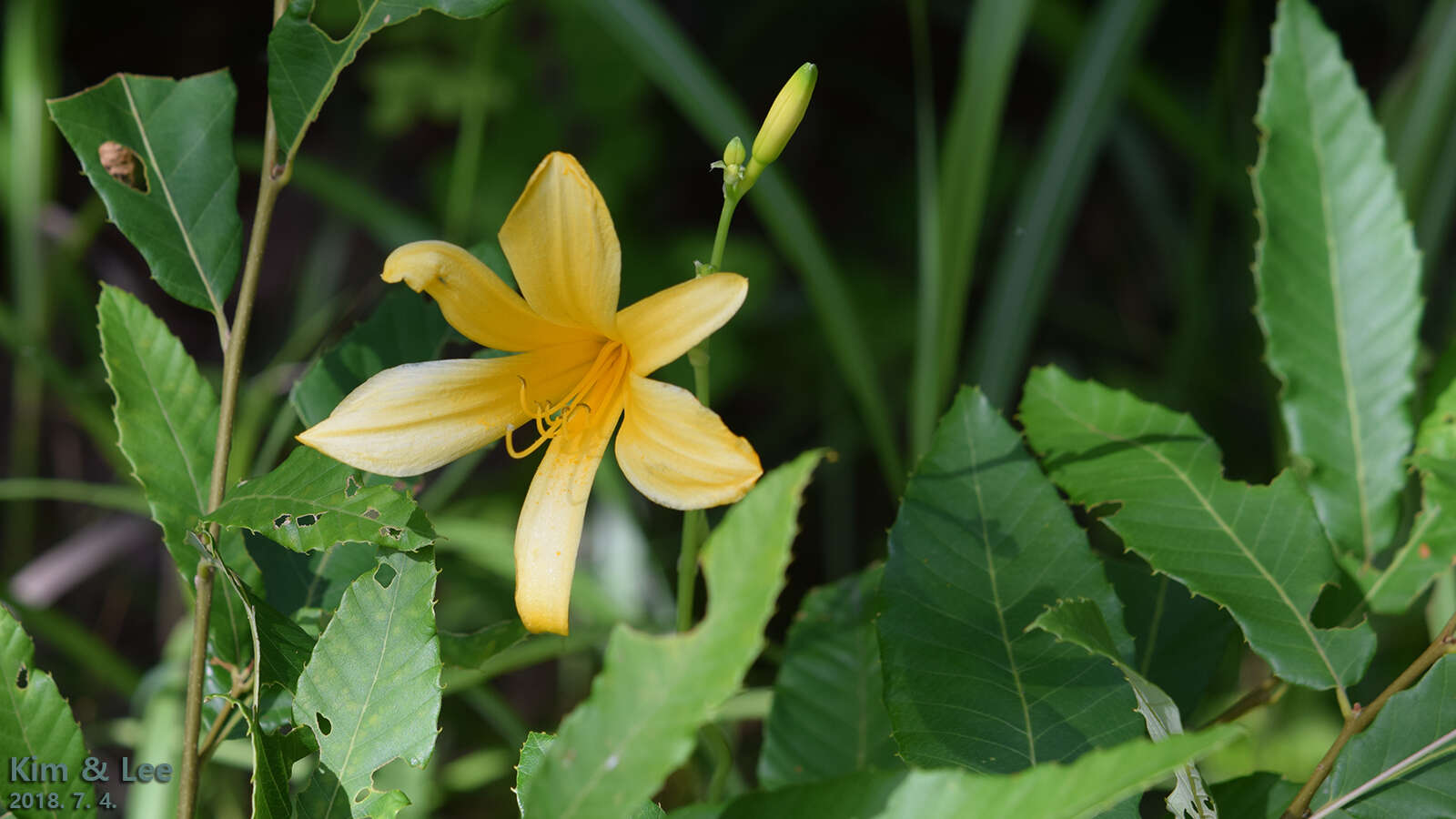 Слика од Hemerocallis hakuunensis Nakai