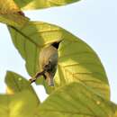 Image of Black-headed Myzomela