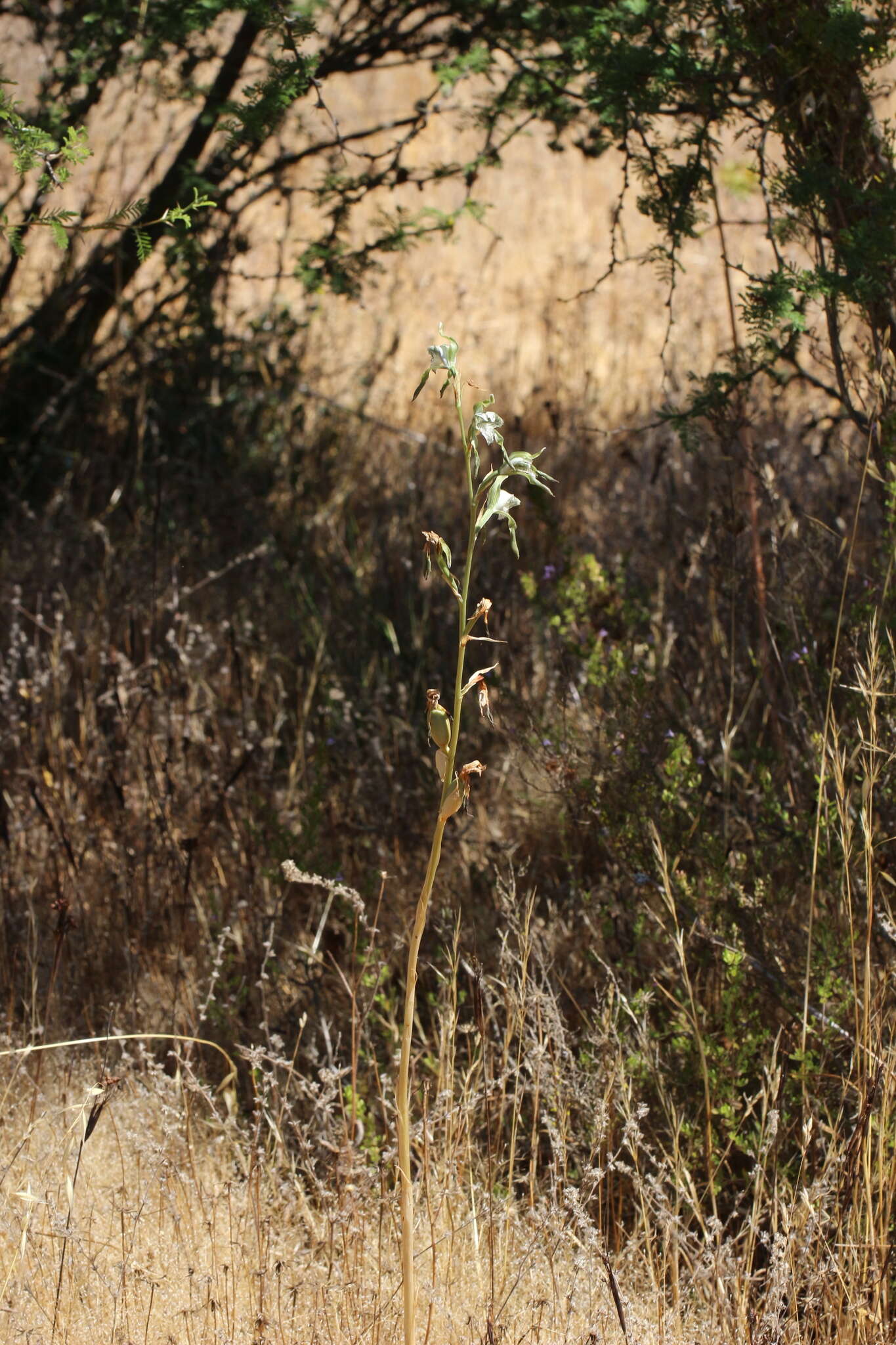 Chloraea piquichen (Lam.) Lindl.的圖片