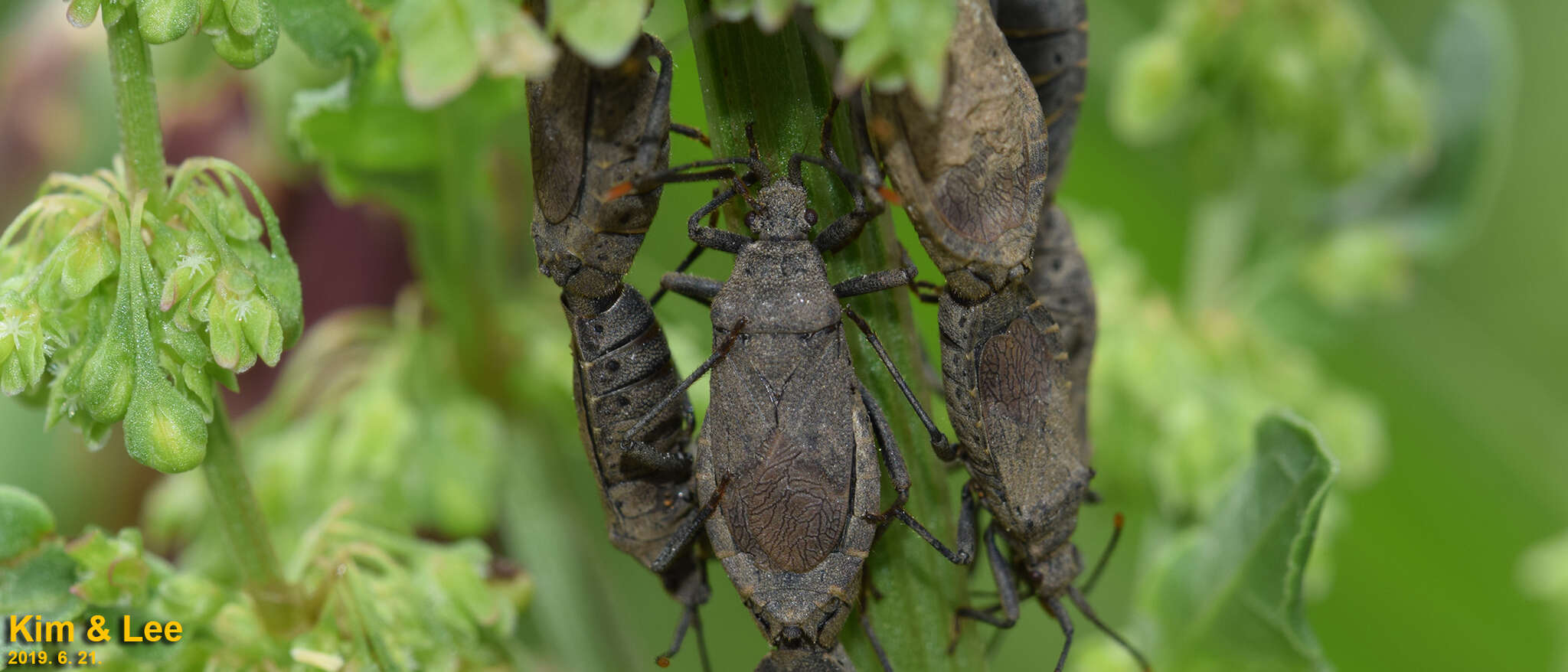 Image of Hygia (Colpura) lativentris (Motschulsky 1866)