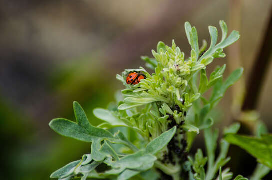 Image of Lady beetle