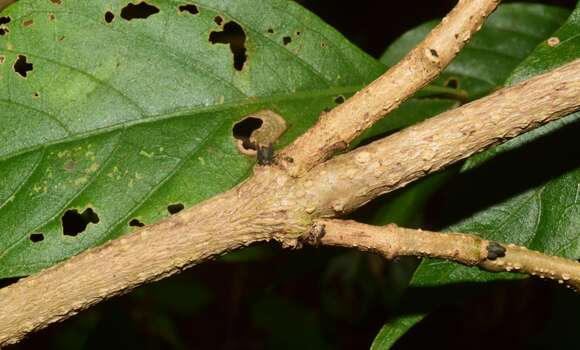 Sivun Ruellia foetida Humb. & Bonpl. ex Willd. kuva