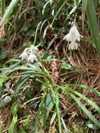 Image of Ophiopogon intermedius D. Don