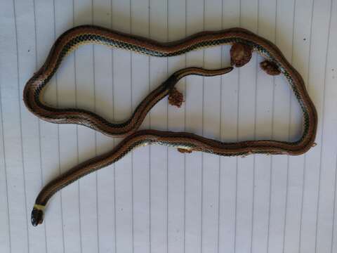 Image of Dumeril's Diadem Snake