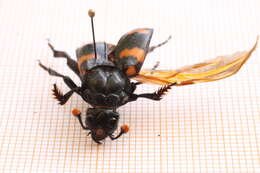 Image of Nicrophorus (Nicrophorus) distinctus (Grouvelle 1885)