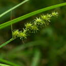 Image of Carex maackii Maxim.