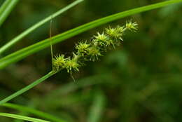 Image de Carex maackii Maxim.