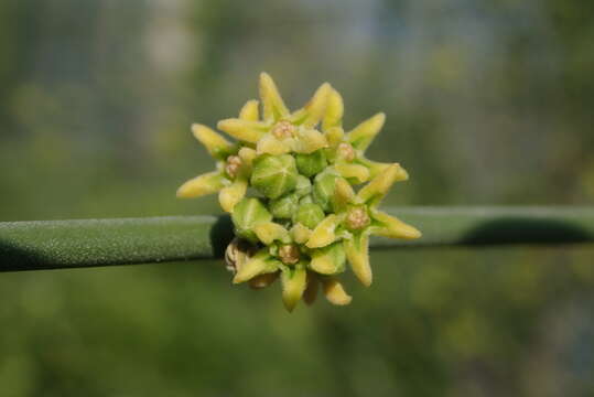 Image of Leptadenia pyrotechnica (Forsk.) Decne.