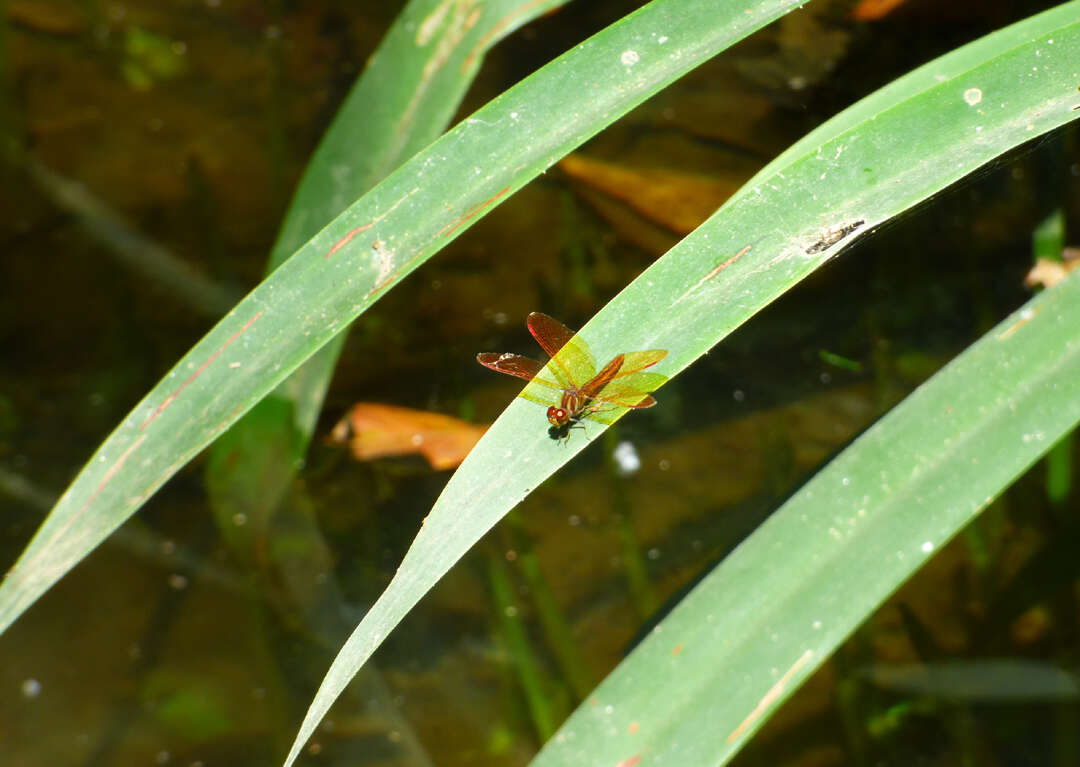 Image of Slough Amberwing