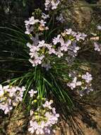 Image of Stylidium affine Sonder