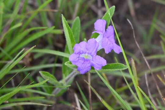 Imagem de Ruellia geminiflora Kunth