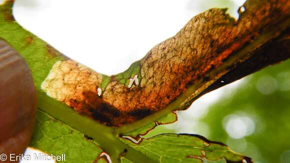 Plancia ëd Chirosia gleniensis (Huckett 1924)