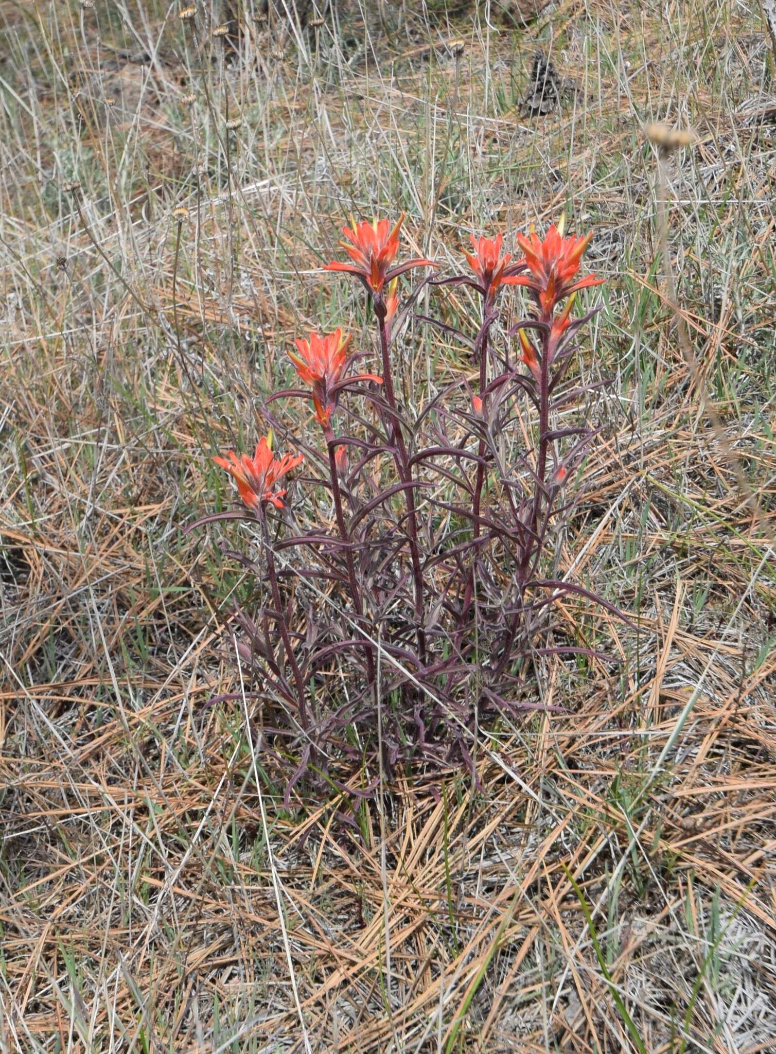 Image of longleaf Indian paintbrush