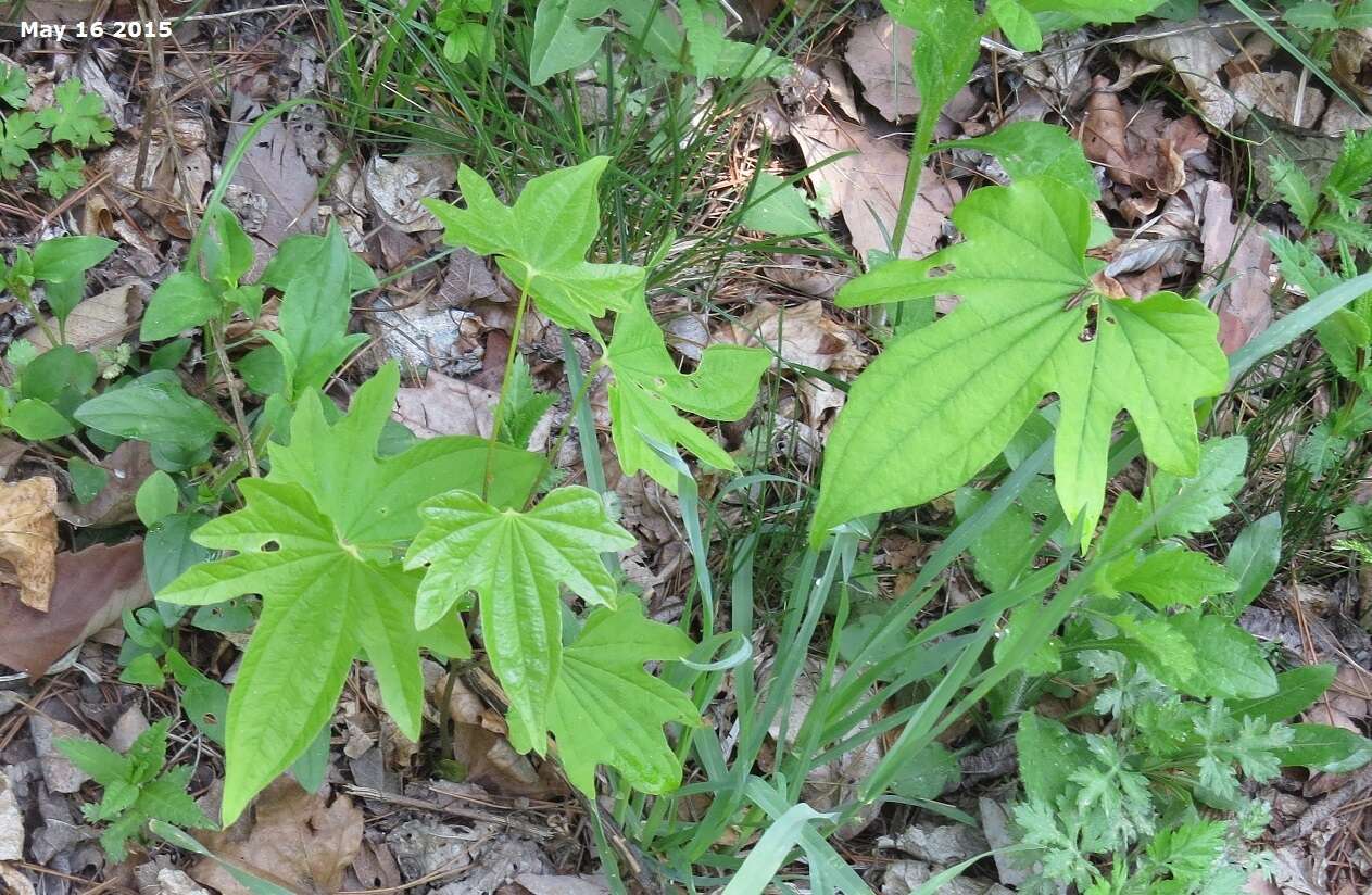 Imagem de Dioscorea nipponica Makino