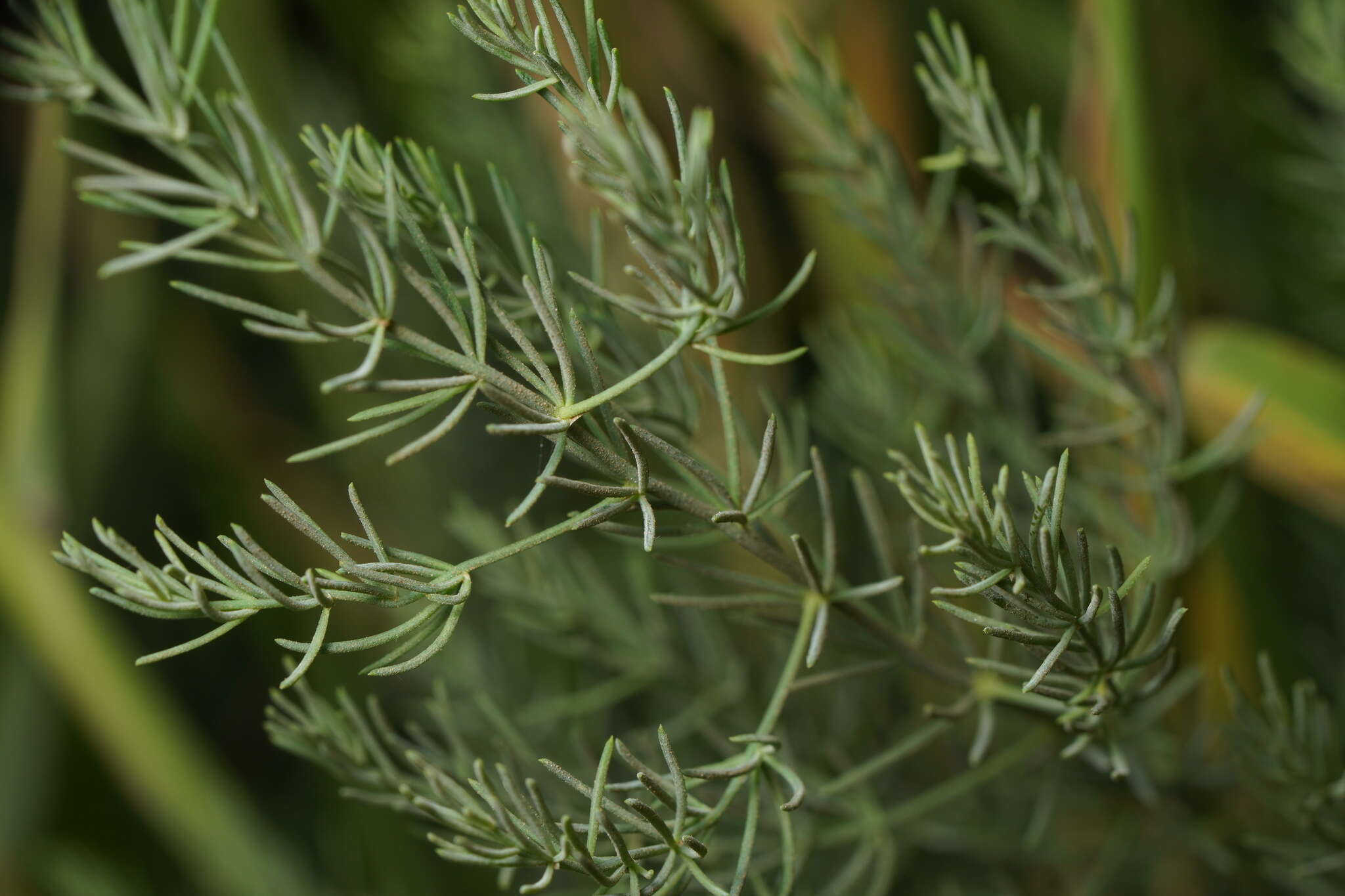 Imagem de Asparagus palaestinus Baker