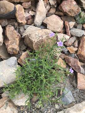 Imagem de Barleria lancifolia T. Anders.