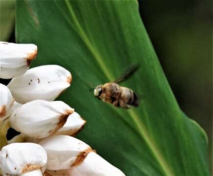 Image de Xylocopa dejeanii Lepeletier 1841