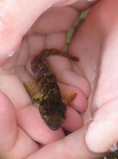 Image of Bluntnose klipfish