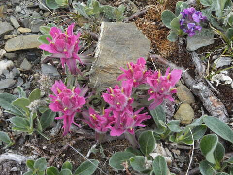 Image of elegant Indian paintbrush