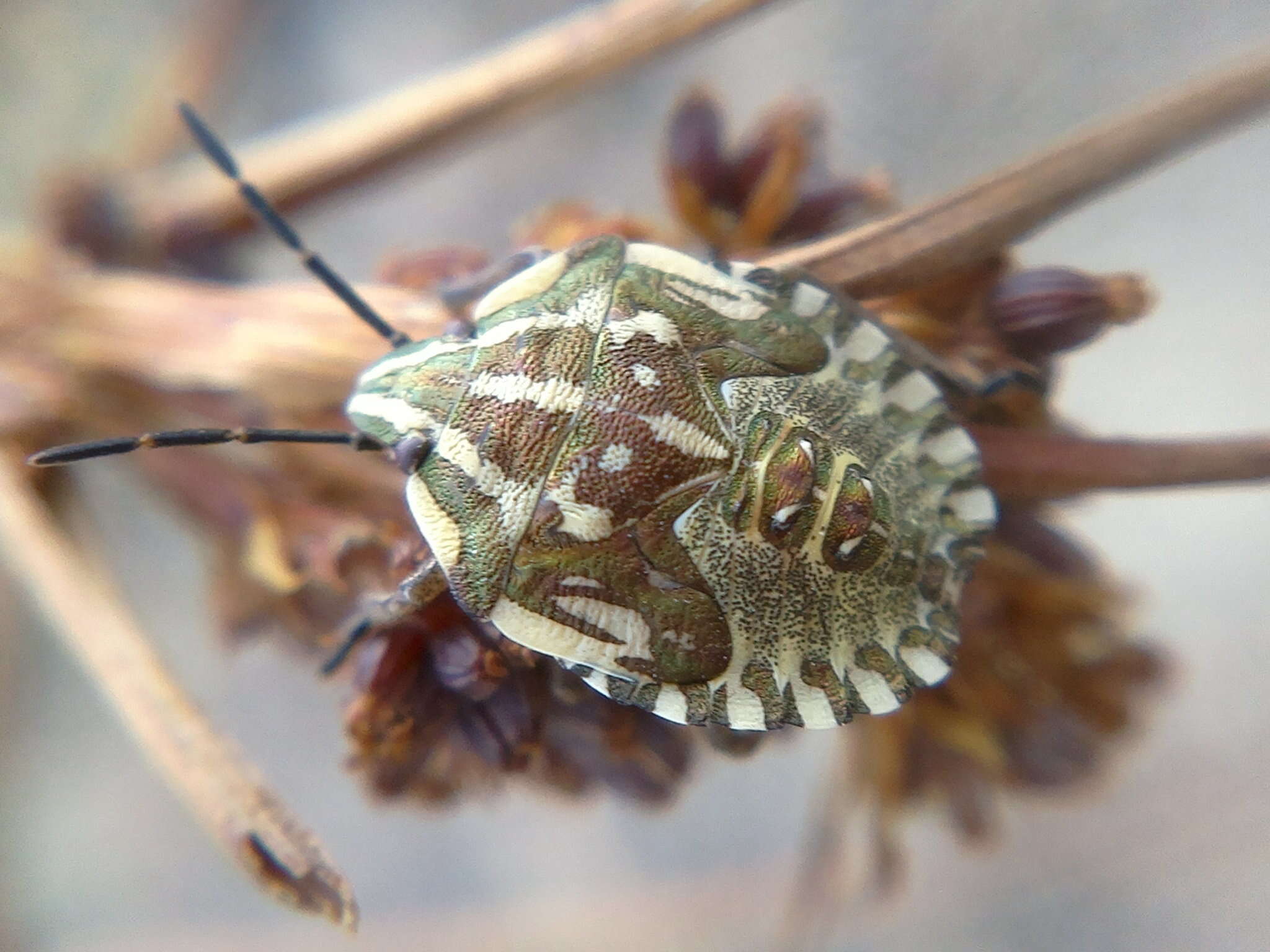 Image of <i>Carpocoris <i>mediterraneus</i></i> mediterraneus