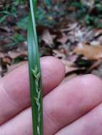 Image of lined sedge