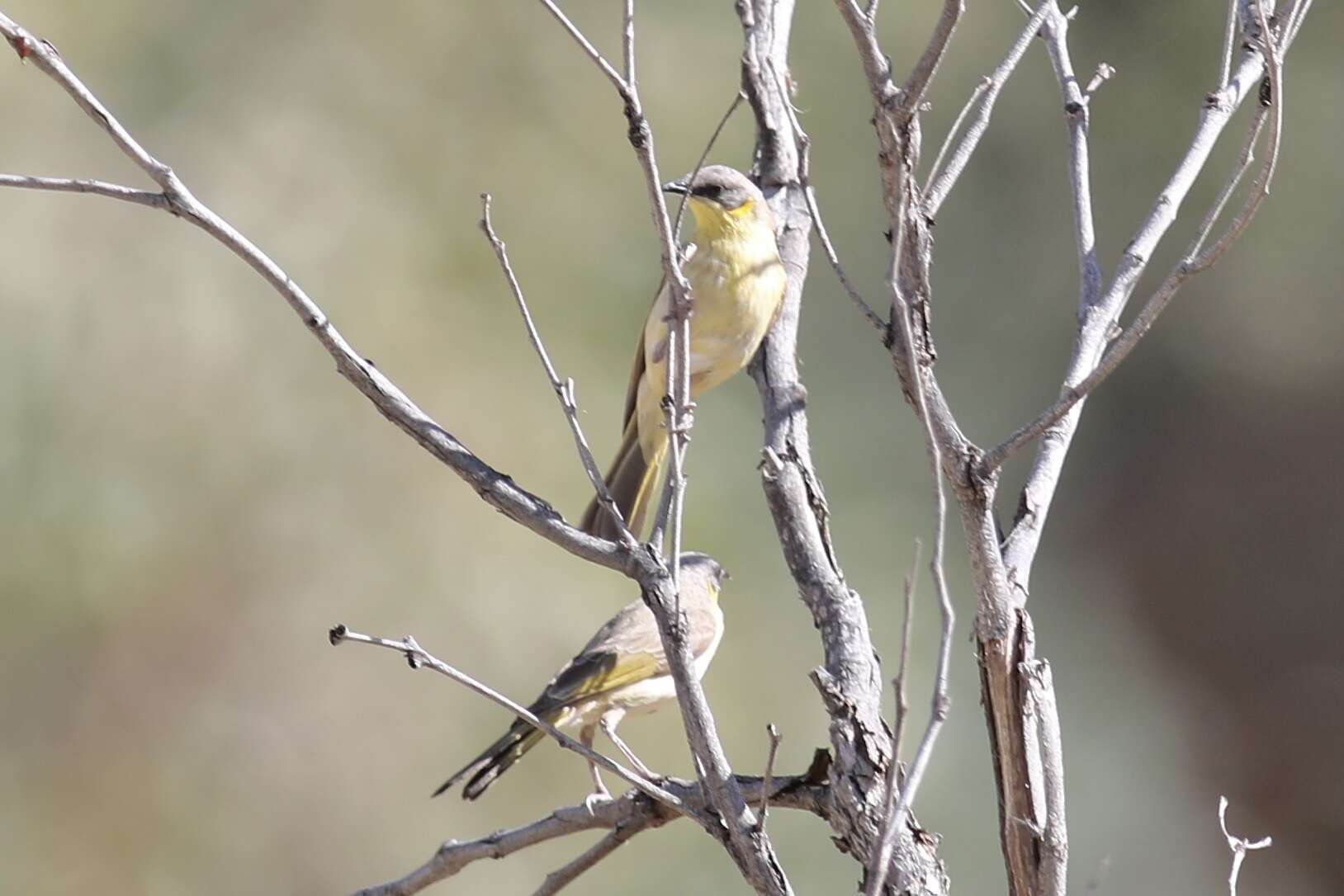 Image of Grey-headed Honeyeater