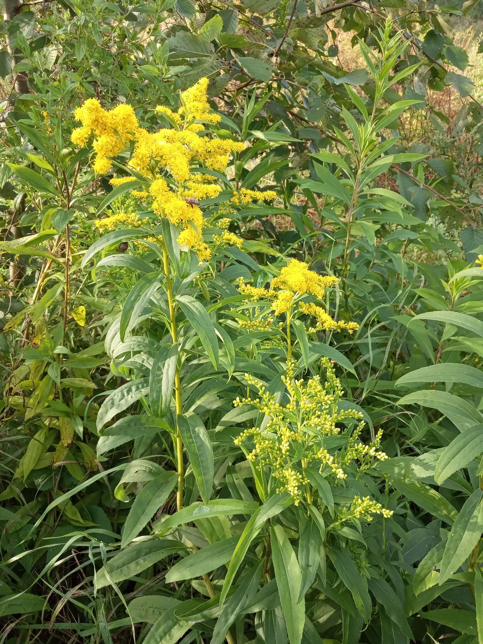 Image de Solidago snarskisii