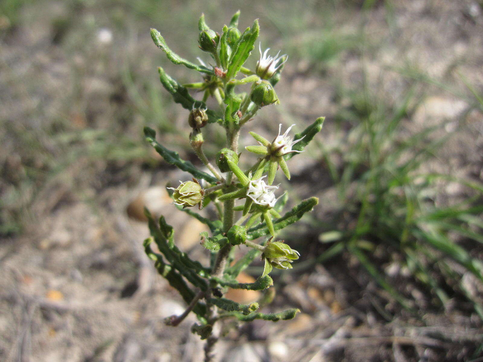 Image of Aspidoglossum heterophyllum E. Mey.