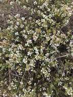 Image of Thymus capitellatus Hoffmanns. & Link