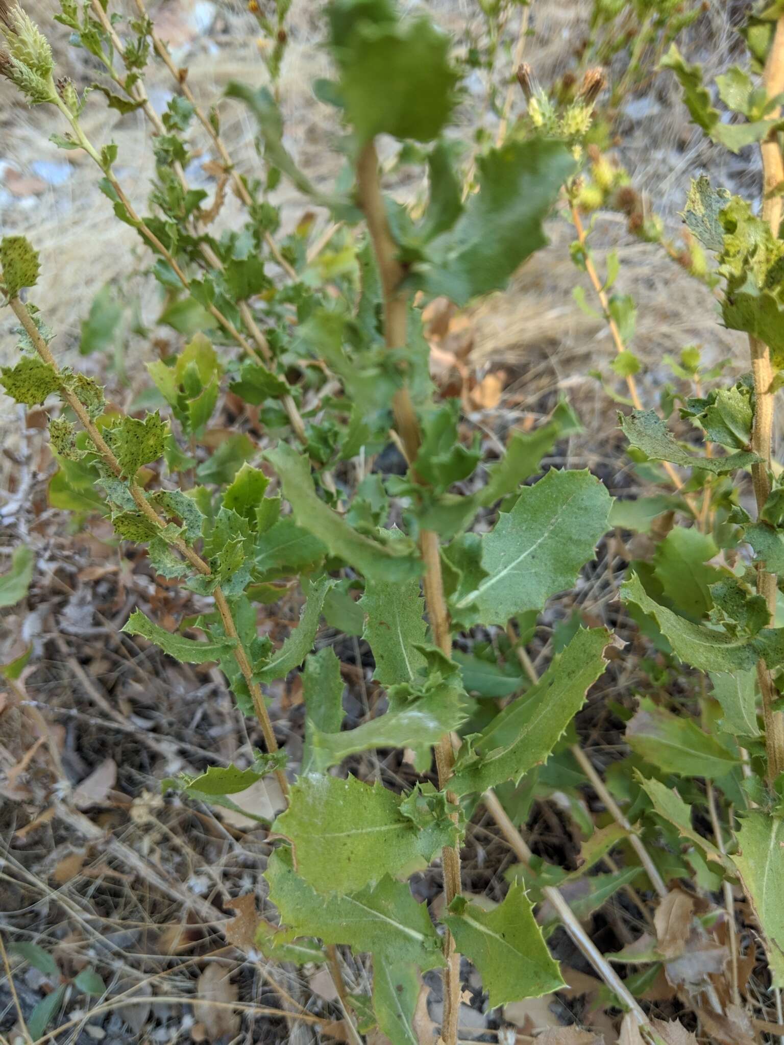 Image of Hazardia squarrosa var. squarrosa