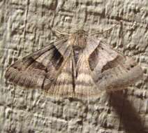 Image of Forage Looper