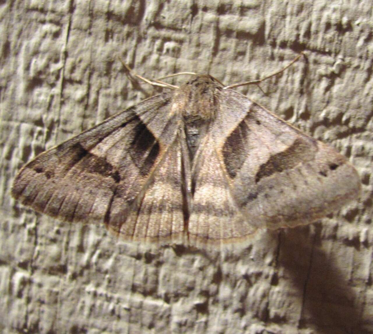 Image of Forage Looper