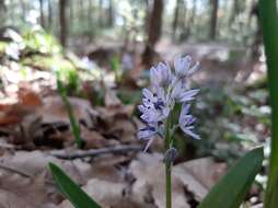 Hyacinthoides aristidis (Coss.) Rothm. resmi