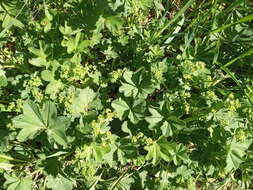 Image of Alchemilla devestiens Juz.