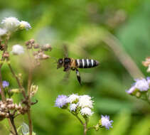 Image of Apis dorsata breviligula (Maa 1953)