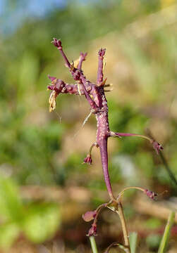 Plancia ëd Puccinia septentrionalis Juel 1895