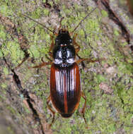 Image of Stenolophus (Stenolophus) mixtus (Herbst 1784)