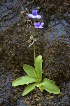 Imagem de Pinguicula dertosensis (Cañig.) G. Mateo Sanz & M. B. Crespo Villalba